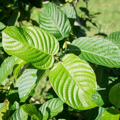 the controvecial live kratom plant also known as mitragyna speciosa.  Photography by Jeffrey A McDonald